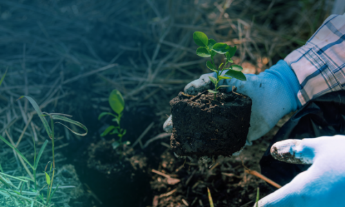 A contribuição do setor de Árvores Plantadas na luta contra as Mudanças Climáticas